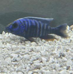User Profile: Pandabunny