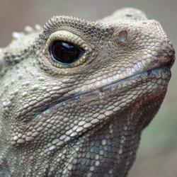 User Profile: creativeLizard