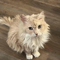 User Profile: CatSitterDC