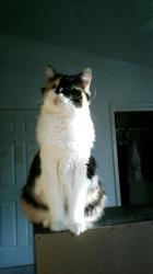 User Profile: Geecat