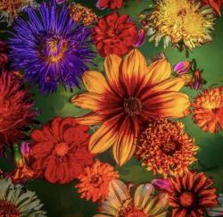 User Profile: Wildflower2923