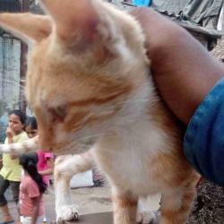 User Profile: godanimates