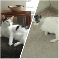 User Profile: juddskittycat