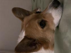 User Profile: MusicalDog