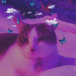 User Profile: spaidland23