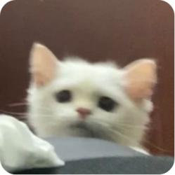 User Profile: teaaleaf
