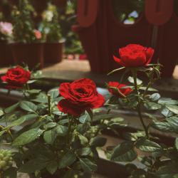 User Profile: lovelyLove222