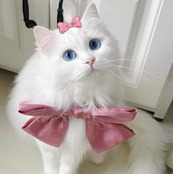User Profile: AMangoGirl35