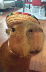User Profile: purplecapybara111