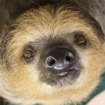 User Profile: TalkingSloth