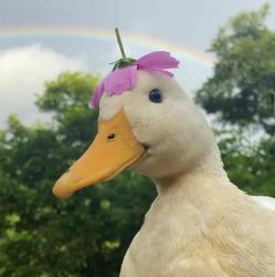 User Profile: littlecxb07