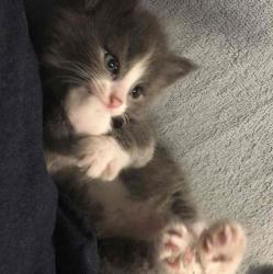 User Profile: littleteddybear123