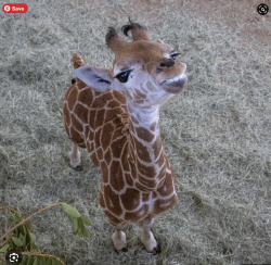 User Profile: greenforest6471