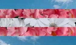 User Profile: dieffenbachia22