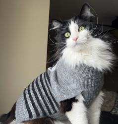 User Profile: Catlady41
