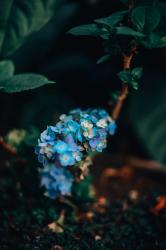 User Profile: Lilishere