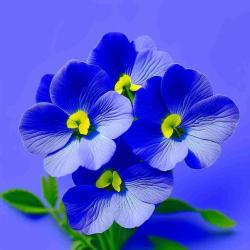 User Profile: VioletViolin