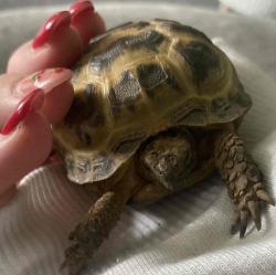 User Profile: tulippetalss