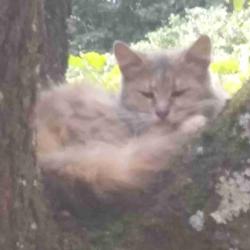 User Profile: chubbymainecoonkittens