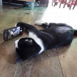 User Profile: sociableKitten2377
