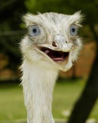SouthBridgeBird profile picture