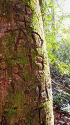 User Profile: ahollowtree
