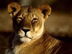User Profile: neatLioness3804