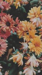 User Profile: Lexa15