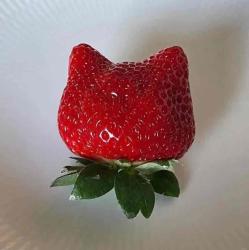 User Profile: strawberrykittycat
