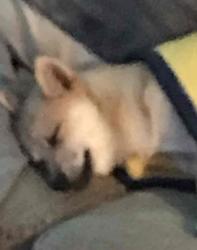 User Profile: pomskymom