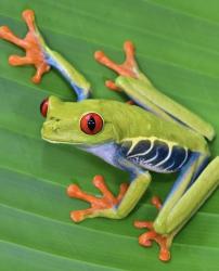 User Profile: Tinygreentreefrog