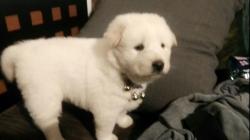 User Profile: Davidsdimples