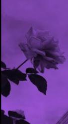User Profile: PurpleMoon123