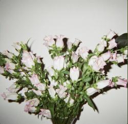 User Profile: cocteausiblings