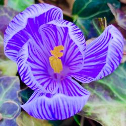 User Profile: NightPhoenix13
