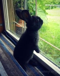 User Profile: helpfulBunny6682