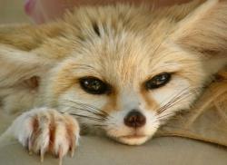 User Profile: RedFennecFox