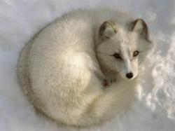 User Profile: foxkid