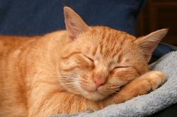 User Profile: lolcatmeowmeow