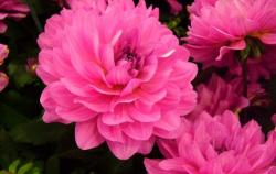 User Profile: PinkDahlia022