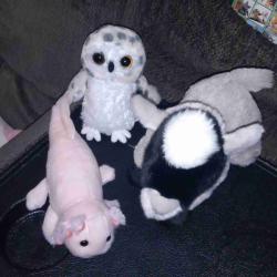 User Profile: kittengirl1