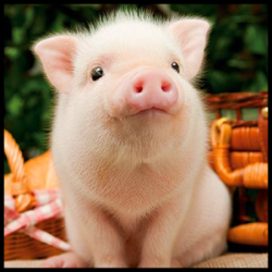User Profile: SquishyPig