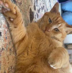 User Profile: kkoolkat