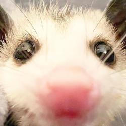 User Profile: oakiepossum00