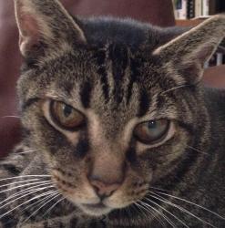 User Profile: SamGafutz