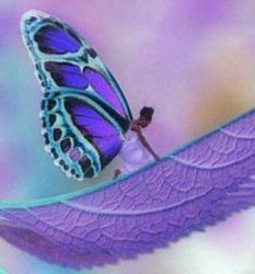 User Profile: Butterflye