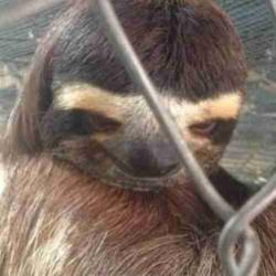 User Profile: agitatedSloth1331