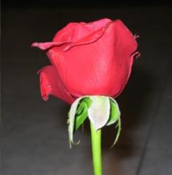 User Profile: AloneWalker1024
