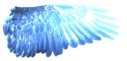 User Profile: Bluebirdwings