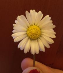 User Profile: bloomingdaisy48